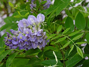 American wisteria